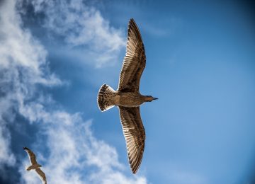 יציאה מעבדות לחברה לחירות אישית